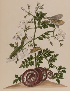1705年に出版された「Metamorphosis insectorum Surinamensium」のイラスト。Ofte Verandering der Surinaamsche Insecten」（1705年出版）の図版（彩色済み彫刻）。 作： Maria Sibylla Graff (after) Merian