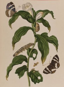 1705年に出版された「Metamorphosis insectorum Surinamensium」のイラスト。Ofte Verandering der Surinaamsche Insecten」（1705年出版）の図版（彩色済み彫刻）。 作： Maria Sibylla Graff (after) Merian