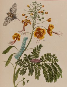 1705年に出版された「Metamorphosis insectorum Surinamensium」のイラスト。Ofte Verandering der Surinaamsche Insecten」（1705年出版）の図版（彩色済み彫刻）。 作： Maria Sibylla Graff (after) Merian