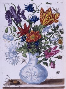 カブトムシと様々な花 - マリア・シビラ・メリアン作 n.d. およそ18世紀後半 作： Maria Sibylla Merian