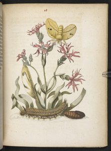 「毛虫の見事な変態と不思議な花食…」 作： Maria Sibylla Merian