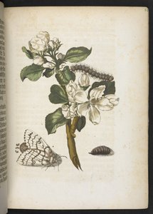 「毛虫の見事な変態と不思議な花食…」 作： Maria Sibylla Merian