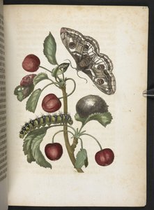 「毛虫の見事な変態と不思議な花食…」 作： Maria Sibylla Merian
