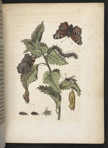 「毛虫の見事な変態と不思議な花食…」 作： Maria Sibylla Merian