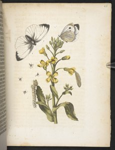 「毛虫の見事な変態と不思議な花食…」 作： Maria Sibylla Merian