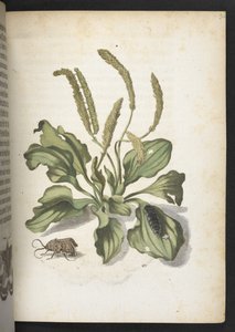 「イモムシの見事な変態と不思議な花食…」 作： Maria Sibylla Merian