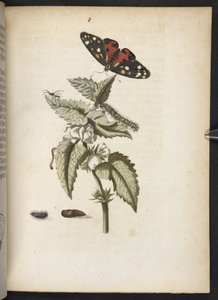 「毛虫の見事な変態と不思議な花食…」 作： Maria Sibylla Merian
