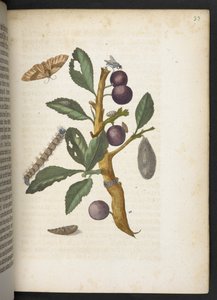 「毛虫の見事な変態と不思議な花食…」 作： Maria Sibylla Merian