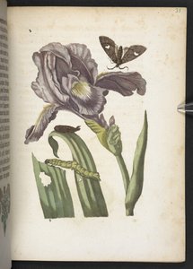 「毛虫の見事な変態と不思議な花食…」 作： Maria Sibylla Merian