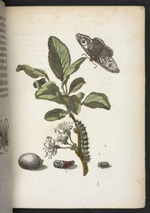 「毛虫の見事な変態と不思議な花食…」 作： Maria Sibylla Merian