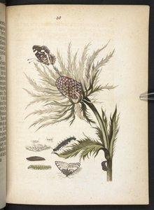「毛虫の見事な変態と不思議な花食…」 作： Maria Sibylla Merian