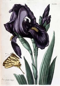 Broad-leaved iris - "Histoire générale des insects de Surinam et de toute l