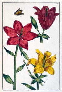 赤ユリ - Maria Sibylla de Merian, ed. Desnos, Parisの "Histoire générale des insects de Surinam et de toute l