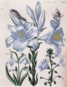 Lys (lis) 白の右と長葉の縁 - Maria Sibylla de Merian, ed. Desnos, Parisの「Histoire générale des insects de Surinam et de toute l