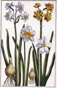 Narcissus - Maria Sibylla de Merian, ed. Desnos, Parisの "Histoire générale des insects de Surinam et de toute l