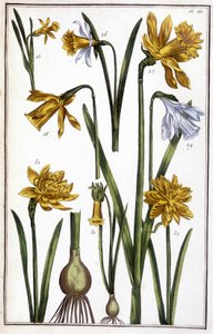 不明な画像 作： Maria Sibylla Merian