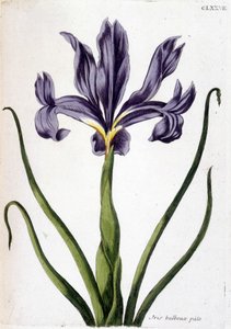不明な画像 作： Maria Sibylla Merian