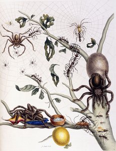 南アメリカのさまざまなクモ形類、1726 作： Maria Sibylla Merian