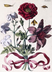 さまざまなヨーロッパの昆虫と花 作： Maria Sibylla Merian