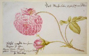 バラのアルバムシート、1675年 作： Maria Sibylla Merian