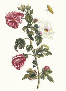 アルテア。 1705 年に『Metamorphosisinstorum Surinamensium』という本から。 作： Maria Sibylla Merian