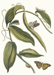 バニラ。 1705 年に『Metamorphosisinstorum Surinamensium』という本から。 作： Maria Sibylla Merian