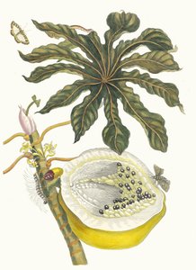 カリカパパイヤ。 1705 年に『Metamorphosisinstorum Surinamensium』という本から。 作： Maria Sibylla Merian