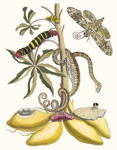 キャッサバ。 1705 年に『Metamorphosisinstorum Surinamensium』という本から。 作： Maria Sibylla Merian