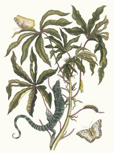 キャッサバ。 1705 年に『Metamorphosisinstorum Surinamensium』という本から。 作： Maria Sibylla Merian