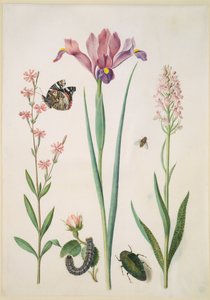  作： Maria Sibylla Merian