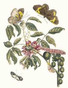 コロニラ アメリカーナ樹木。 スリナムの昆虫の本変態、1705年から。 作： Maria Sibylla Merian
