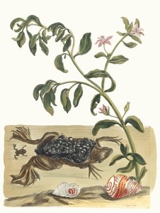 クレソン。 1705 年に『Metamorphosisinstorum Surinamensium』という本から。 作： Maria Sibylla Merian