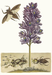 Eichhornia crassipes。 1705 年に『Metamorphosisinstorum Surinamensium』という本から。 作： Maria Sibylla Merian