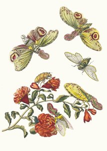 擲弾兵。 1705 年に『Metamorphosisinstorum Surinamensium』という本から。 作： Maria Sibylla Merian