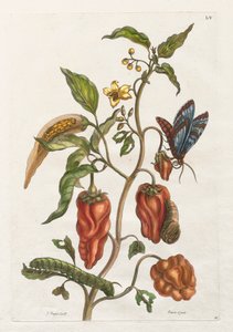 スリナムとヨーロッパの昆虫の一般的な歴史: Vol I, No. 55 - インドペッパー 作： Maria Sibylla Merian