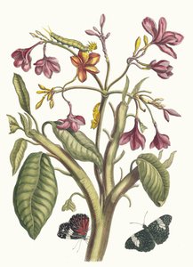 ジャスミン・デ・インデス。 1705 年に『Metamorphosisinstorum Surinamensium』という本から。 作： Maria Sibylla Merian