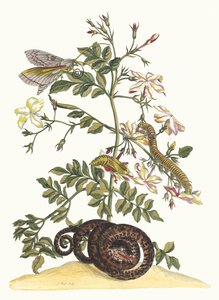 ジャスミナム・グランディフローラム。 1705 年に『Metamorphosisinstorum Surinamensium』という本から。 作： Maria Sibylla Merian