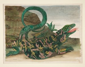 トカゲ、Metamorphosis Insectorum Surinamenium から 作： Maria Sibylla Merian