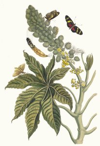 パルマ・クリスティ。 1705 年に『Metamorphosisinstorum Surinamensium』という本から。 作： Maria Sibylla Merian