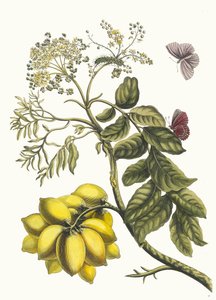 プルニエ・ダメリク。 1705 年に『Metamorphosisinstorum Surinamensium』という本から。 作： Maria Sibylla Merian