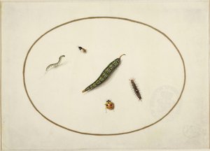 横長の楕円内の毛虫と昆虫、金の線で縁取られ、細密画のように精緻に描かれたもの 作： マリア・シビラ・メリアン