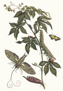 リシヌス・ダメリク スリナムの昆虫の本変態、1705年から。 作： Maria Sibylla Merian