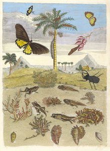 クワガタ、両生類、ヤシの木。 1705年、『変態昆虫学』より。 作： Maria Sibylla Merian