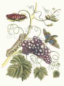 ヴィーニュ・ダメリク。 スリナムの昆虫の本変態、1705年から。 作： Maria Sibylla Merian