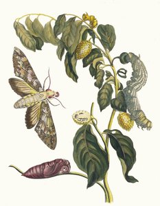 ズルサク。 1705 年に『Metamorphosisinstorum Surinamensium』という本から。 作： Maria Sibylla Merian