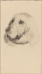 犬の頭部 作： マリア・ウィーク
