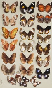 3列の22匹の蝶、すべてNymphalidae科に属し、 作： Marian Ellis Rowan