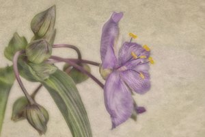 繊細な紫の花 作： Marie-anne Stas