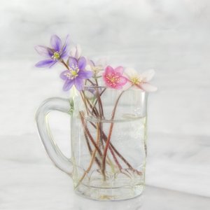 可憐な春の花々 作： Marie-anne Stas