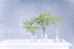 ガラスの花瓶に生けた新鮮なディル 作： 